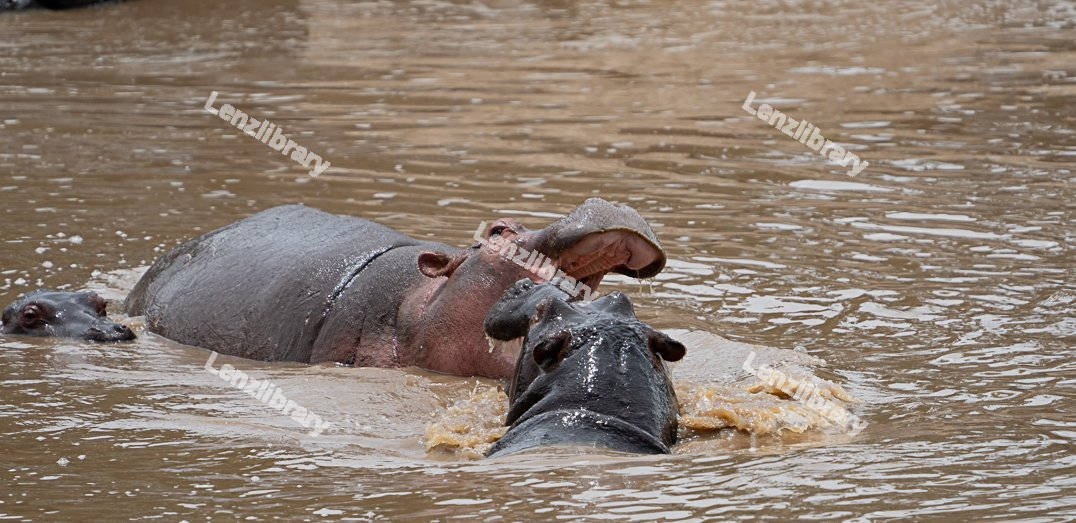 Two Hippos